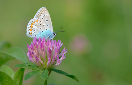 Common Blue (Polyomathus icarus) butterflyの写真素材