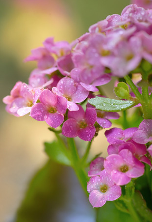 Beautiful hydrangea with drops  in the sunset in the gardenの写真素材