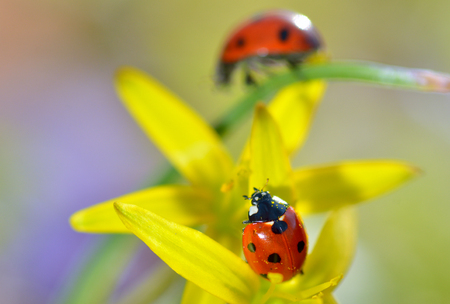 Details of Ladybugs on spring  flowersの写真素材