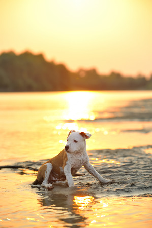 American Staffordshire Terrier dog play in waterの写真素材