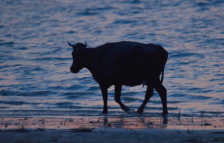 Silhouette of cow near Danube riverの写真素材