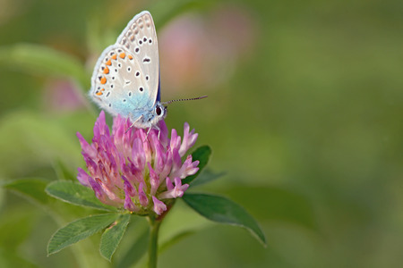 Common Blue (Polyomathus icarus) butterflyの写真素材