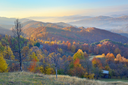 Colorful and foggy autumn forestの写真素材