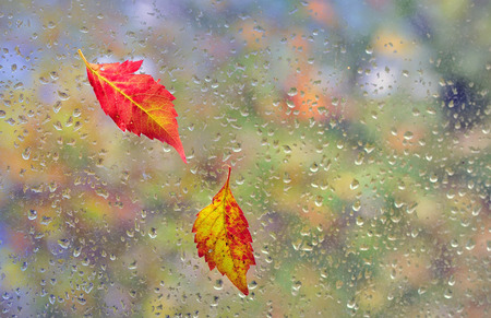 leaves stuck to the window and rain dropsの写真素材