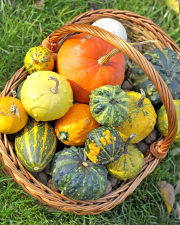 basket with different types of pumpkinsの写真素材