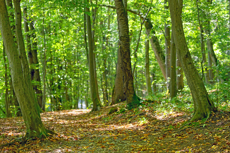 Forest path in septemberの写真素材