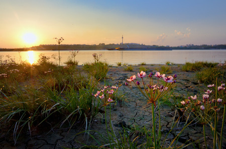 Flowering rush (Butomus umbellatus) at sunsetの写真素材