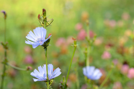 Blue chicory herb in the summer fieldの写真素材
