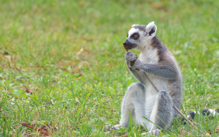 ring-tailed lemur (lemur catta) on fieldの写真素材