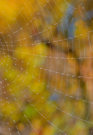Web closeup on the meadow forestの写真素材