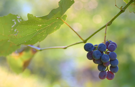Bunches of red wine grapes at wine fieldsの写真素材