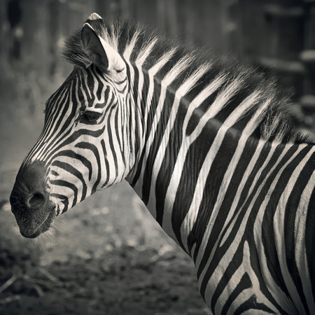 Closeup on beautiful zebra's headの写真素材
