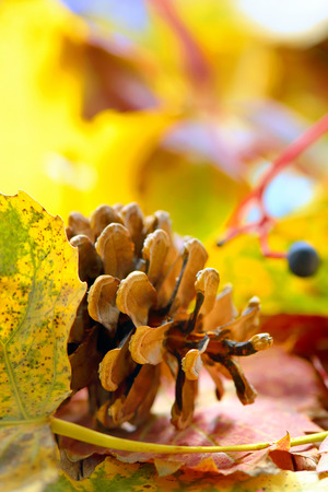 Autumn dry yellow leaves and pine coneの写真素材