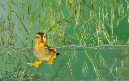 Little baby of duck swimmingの写真素材