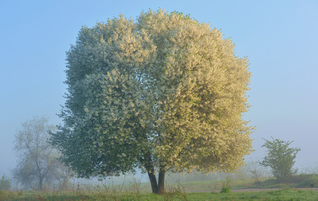 Blooming cherry tree and mistの写真素材