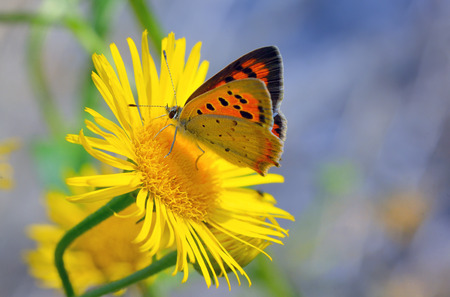 Common Blue (Polyomathus icarus) butterfly on flowerの写真素材