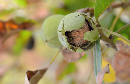 Closeup shot of a ripe walnut on treeの写真素材