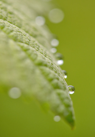 Leaves with drops of rain waterの写真素材