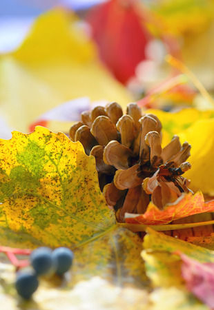 Autumn dry yellow leaves and pine coneの写真素材