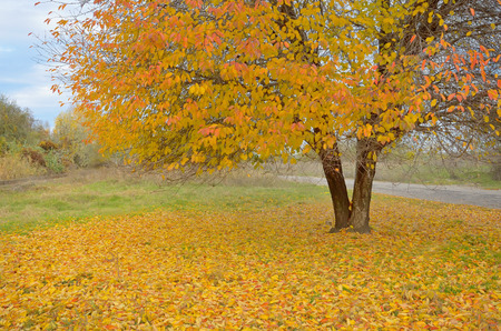 Lonely beautiful autumn tree and fallen leavesの写真素材