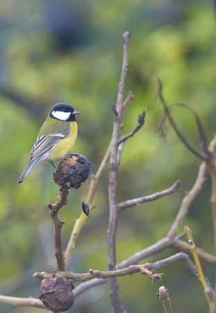 Great tit on a tree branch in autumnの写真素材