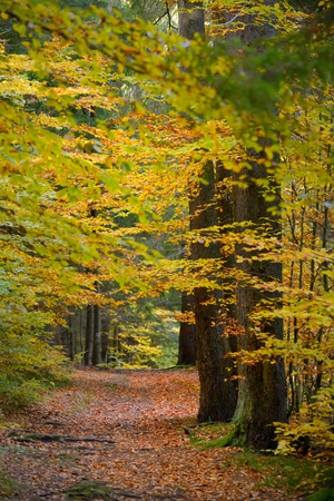 Hidden Forest Path in Autumn seasonの写真素材