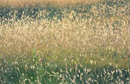 Autumn gold dry field at sunsetの写真素材