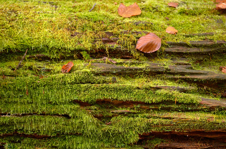 Abstract background of autumn leaves on treeの写真素材