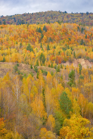 Autumnal nature background with colorful leavesの写真素材