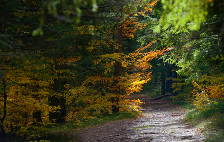 Hidden Forest Path in Autumn seasonの写真素材