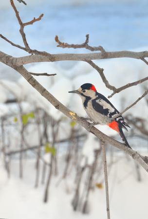 Great Spotted Woodpecker (Dendrocopos major)の写真素材