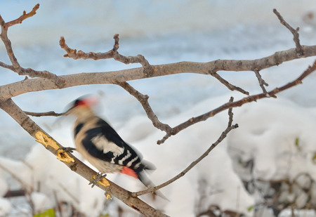 Great Spotted Woodpecker (Dendrocopos major)の写真素材