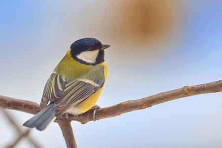 Titmouse (Parus major) on a peak of branch in winter timeの写真素材
