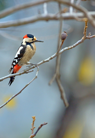 Male great spotted woodpecker (Dendrocopos major) on tree brunchの写真素材