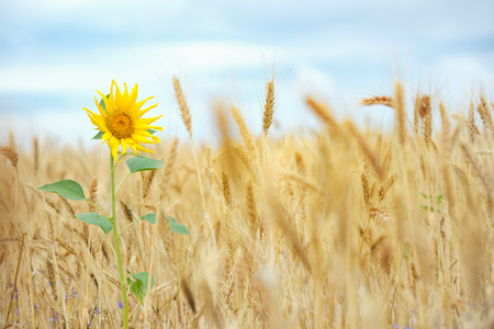 Sunflower isolated in wheat field and blue skyの写真素材