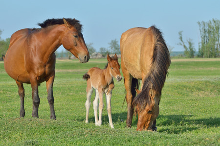Horses family in a meadow in spring timeの写真素材