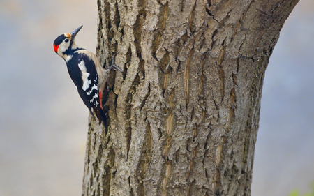 Male great spotted woodpecker (Dendrocopos major) on tree brunchの写真素材
