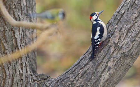 Male great spotted woodpecker (Dendrocopos major) on tree brunchの写真素材
