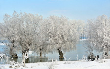 Frosty winter trees on Danube riverの写真素材