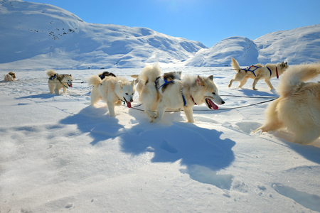 Sled dogs on the pack ice of East Greenlandの写真素材