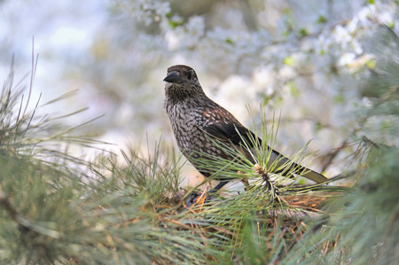 Fieldfare (Turdus pilaris) on spring tree brunchの写真素材