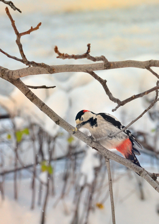 Male great spotted woodpecker and stuck in brunch treeの写真素材