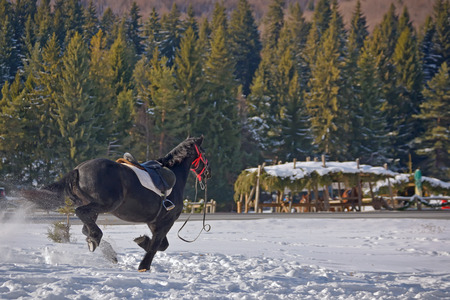 Black Horse galloping on snowの写真素材