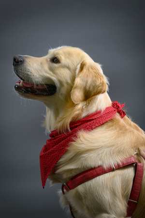 golden retriever dog in studioの写真素材