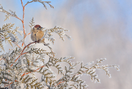 Little Sparrows on pine tree branch in winterの写真素材