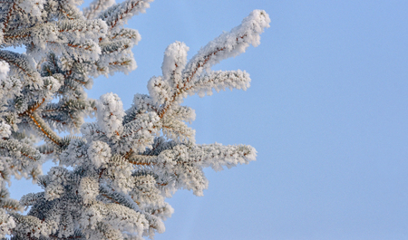 Pine tree with hoarfrost in winter forestの写真素材