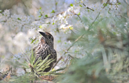 Fieldfare (Turdus pilaris) on spring tree brunchの写真素材