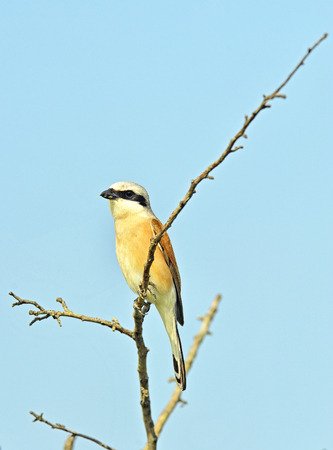 Common Stonechat bird on tree brunchの写真素材