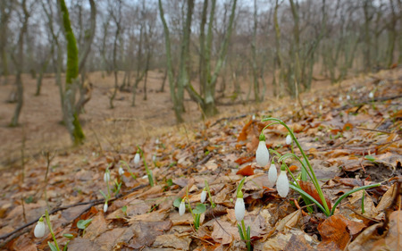 Snowdrops with dew drops  in forestの写真素材