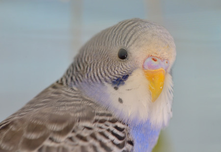 Indigo Budgerigar parrot in his cage